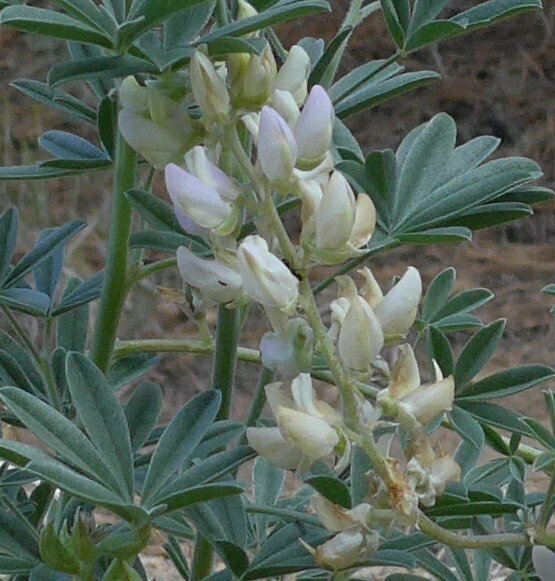 High Resolution Lupinus elatus Flower